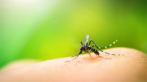 Takeda, Biological E. Team Up to Provide Dengue Vaccine Access to Endemic Countries