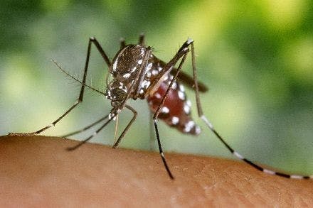 Global vaccine R&D community mobilizes for Zika virus